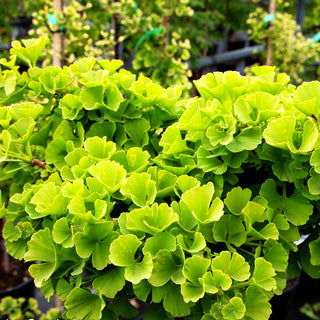 Zwergiger Fächerblattbaum 'Troll' (Ginkgo biloba)