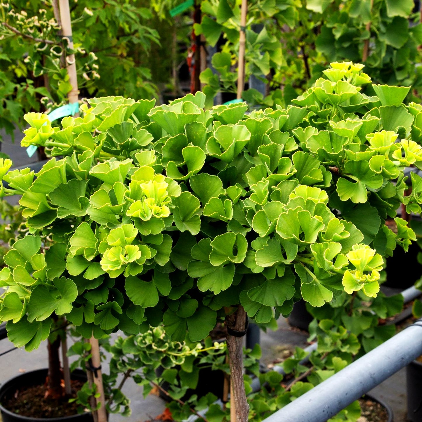 Zwergiger Fächerblattbaum 'Troll' (Ginkgo biloba)