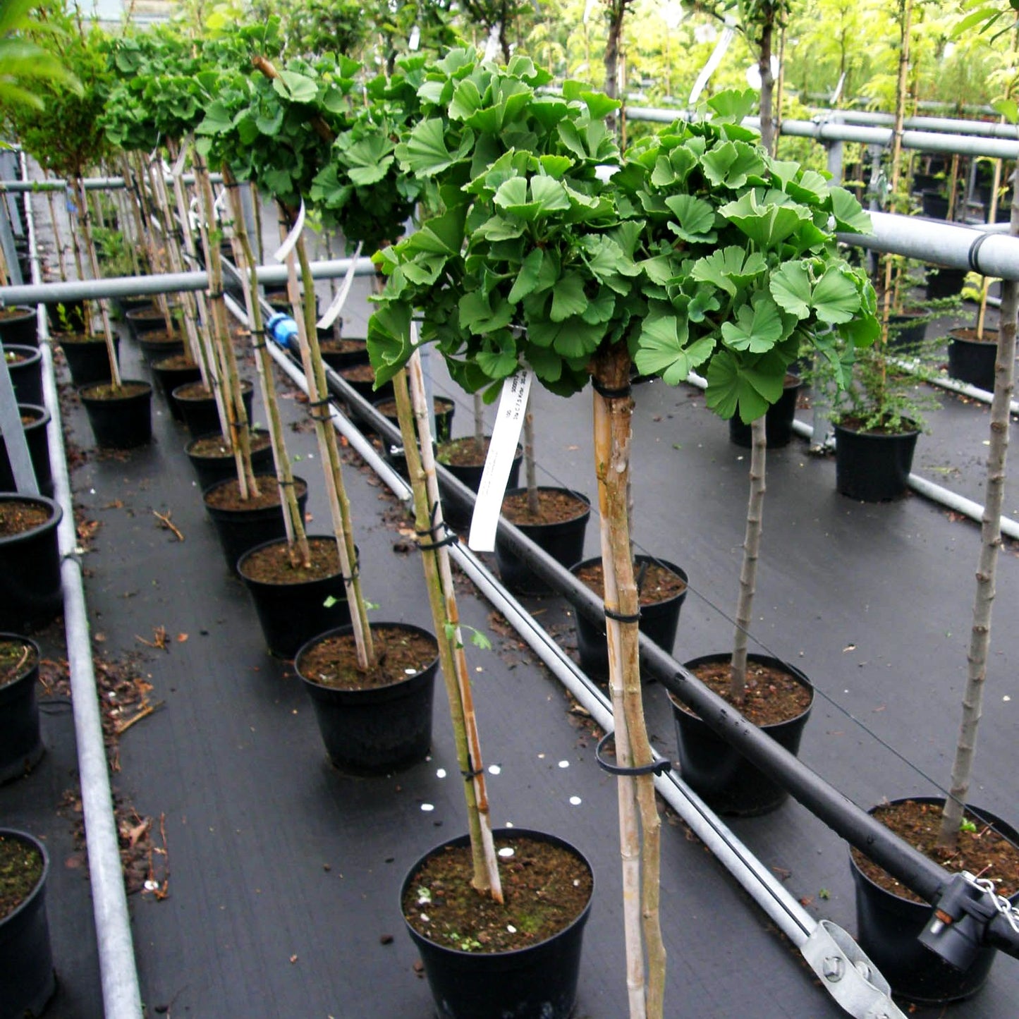 Zwergiger Fächerblattbaum 'Troll' (Ginkgo biloba)