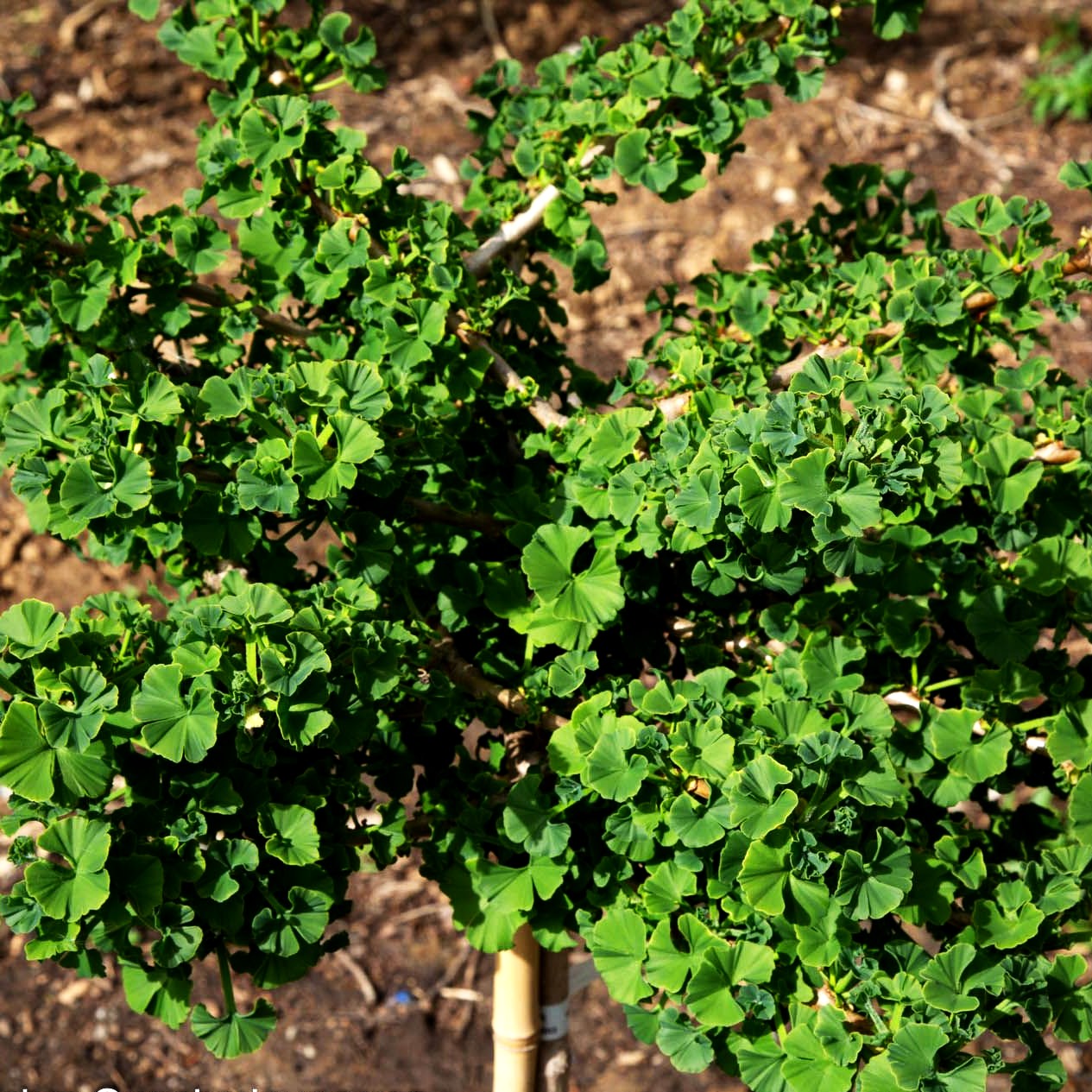 Zwergiger Fächerblattbaum 'Troll' (Ginkgo biloba)