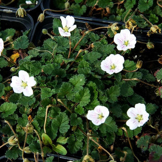 Zwergiger Reiherschnabel 'Album' (Erodium x variabile)