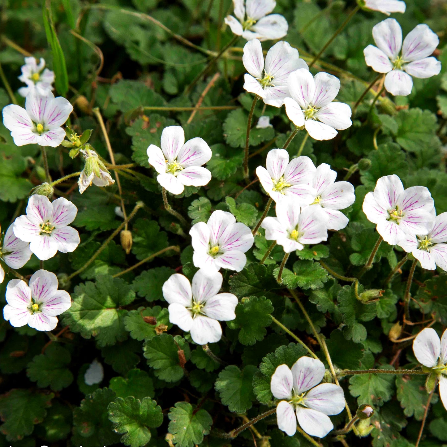 Zwergiger Reiherschnabel 'Album' (Erodium x variabile)