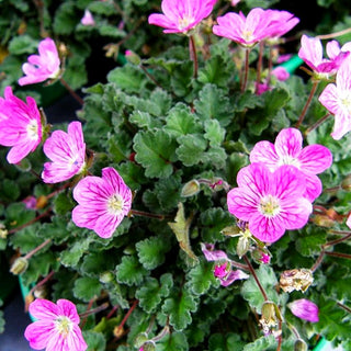 Zwergiger Reiherschnabel 'Roseum' (Erodium x variabile)