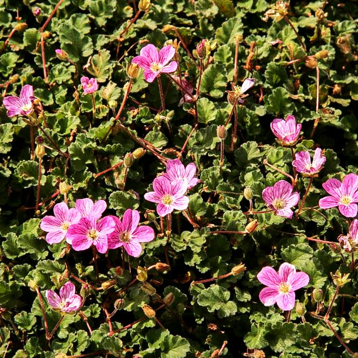 Zwergiger Reiherschnabel 'Roseum' (Erodium x variabile)