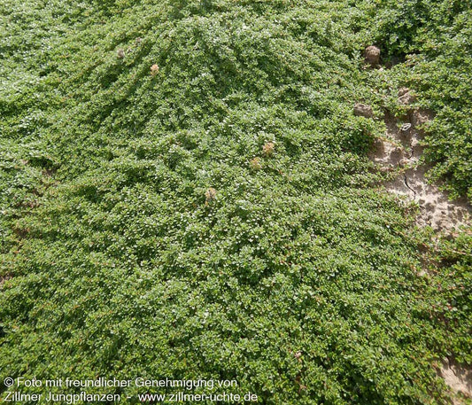 Zwergiger Thymian 'Minor' (Thymus praecox)