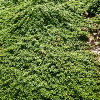 Zwergiger Thymian 'Minor' (Thymus praecox)