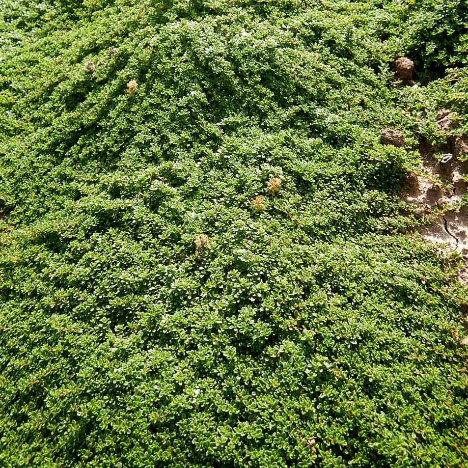 Zwergiger Thymian 'Minor' (Thymus praecox)