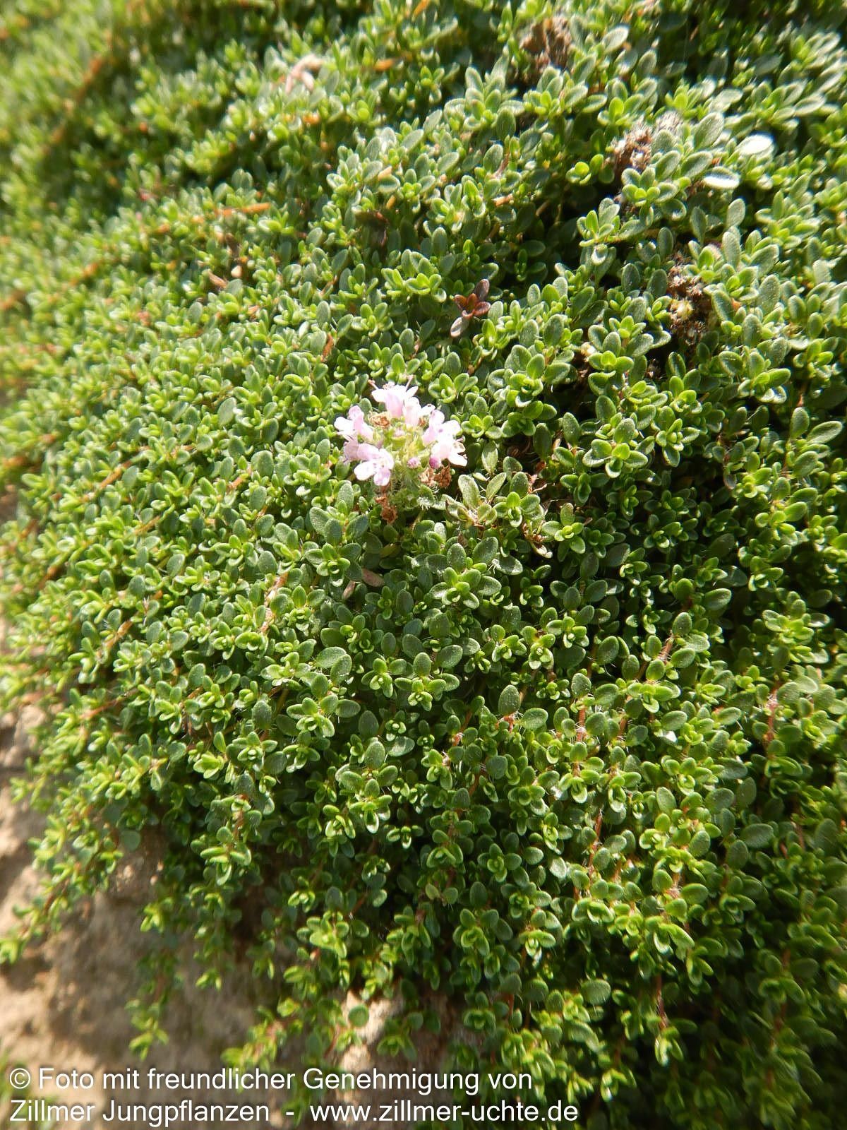 Zwergiger Thymian 'Minor' (Thymus praecox)