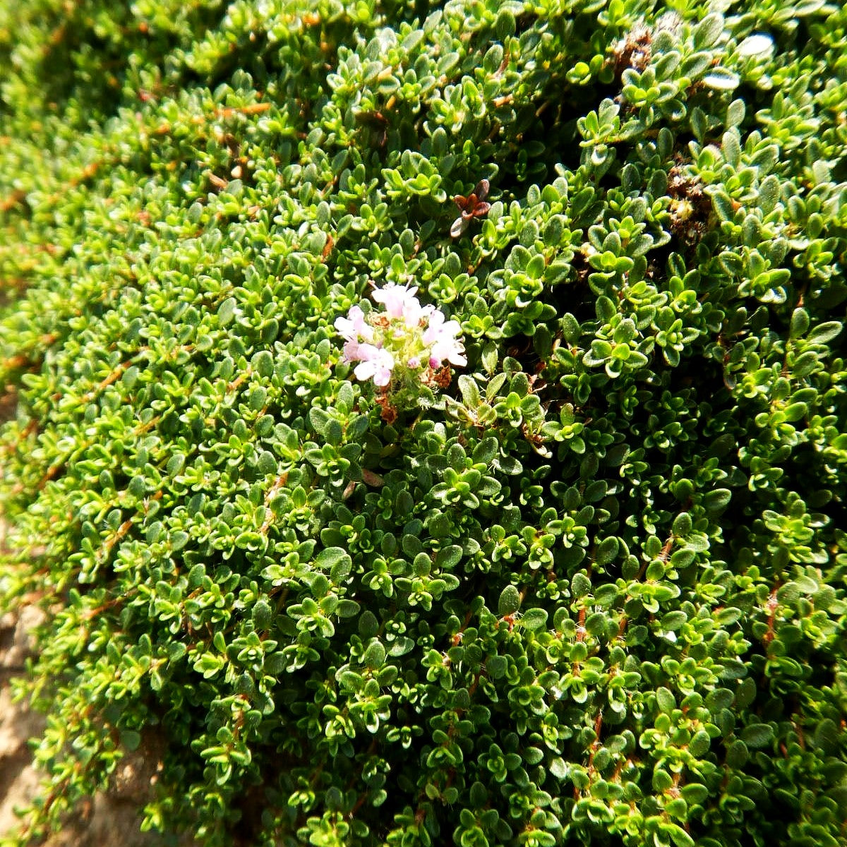 Zwergiger Thymian 'Minor' (Thymus praecox)