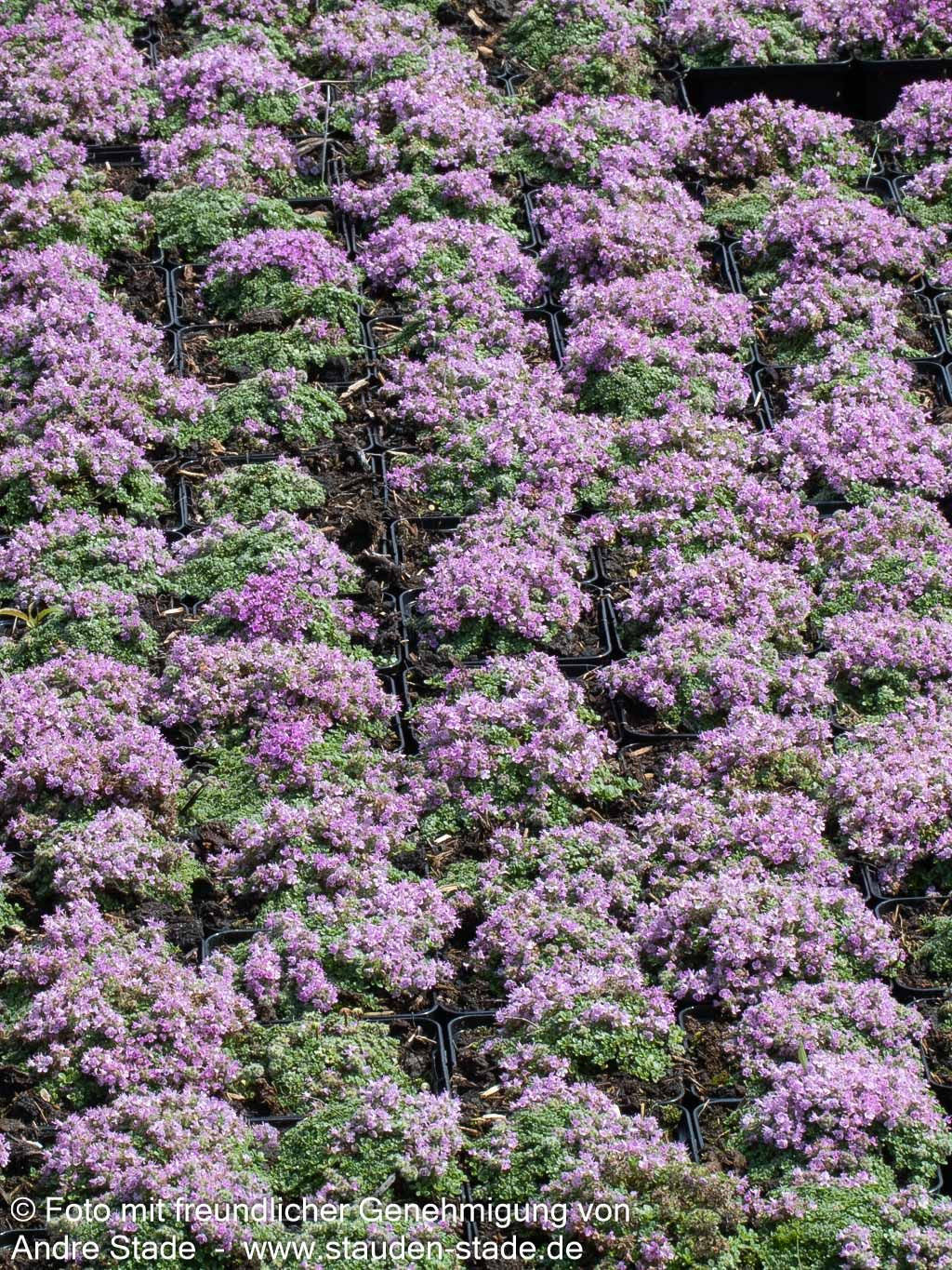 Zwergiger Thymian 'Minor' (Thymus praecox)