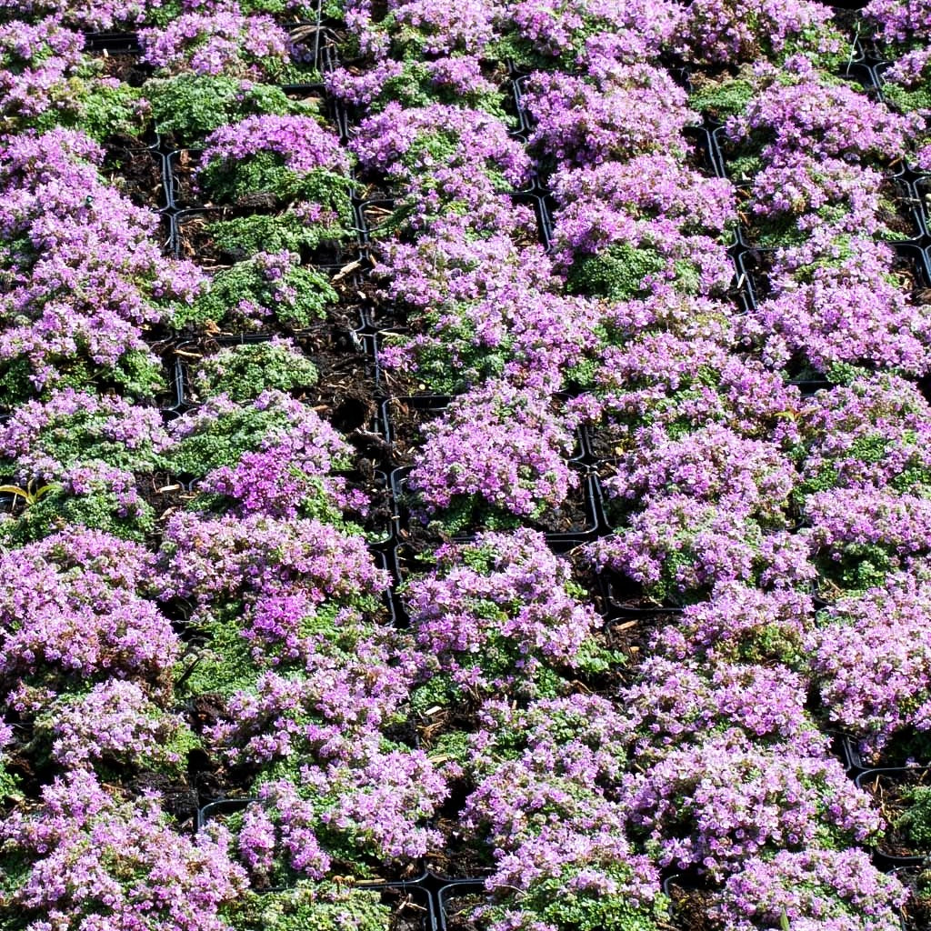 Zwergiger Thymian 'Minor' (Thymus praecox)