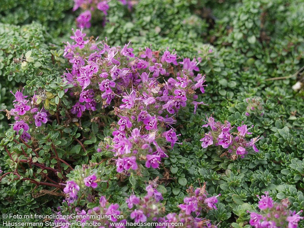 Zwergiger Thymian 'Minor' (Thymus praecox)