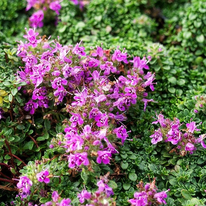Zwergiger Thymian 'Minor' (Thymus praecox)