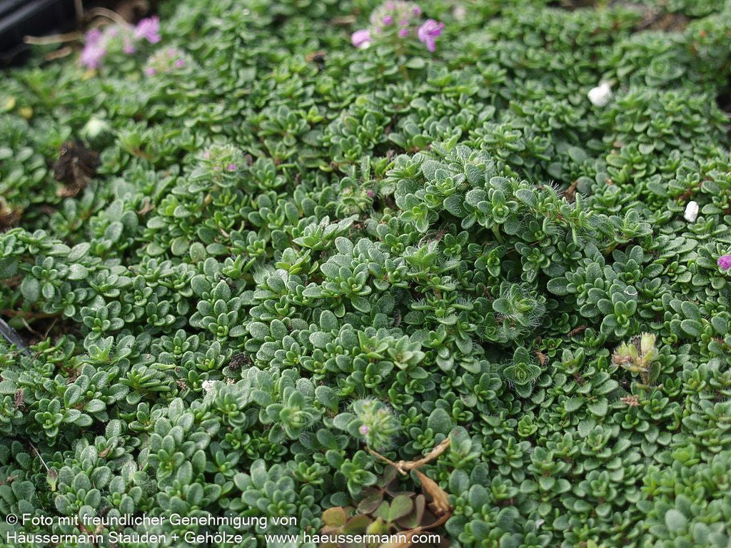 Zwergiger Thymian 'Minor' (Thymus praecox)