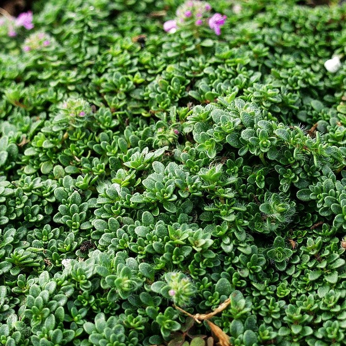 Zwergiger Thymian 'Minor' (Thymus praecox)