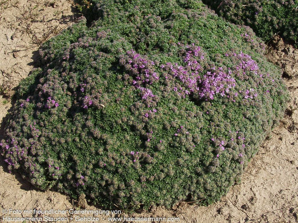 Zwergiger Thymian 'Minor' (Thymus praecox)