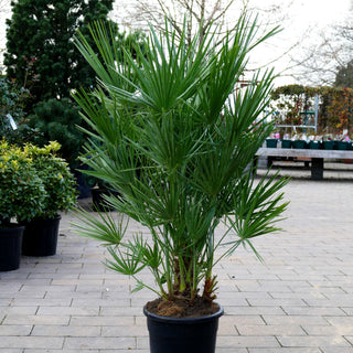 Zwergpalme (Chamaerops humilis)