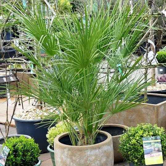 Zwergpalme (Chamaerops humilis)