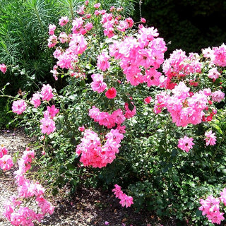 Zwergrose 'Alberich' (Rosa Z II)