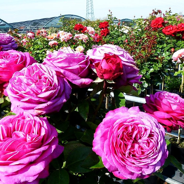 Zwergrose 'Heidi Klum Rose' (Rosa Z IV)