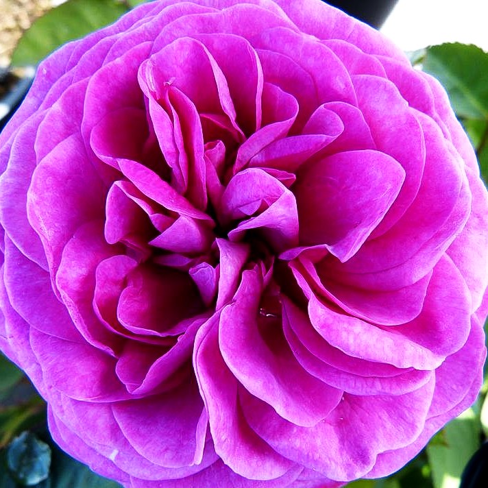 Zwergrose 'Heidi Klum Rose' (Rosa Z IV)