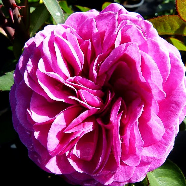 Zwergrose 'Heidi Klum Rose' (Rosa Z IV)