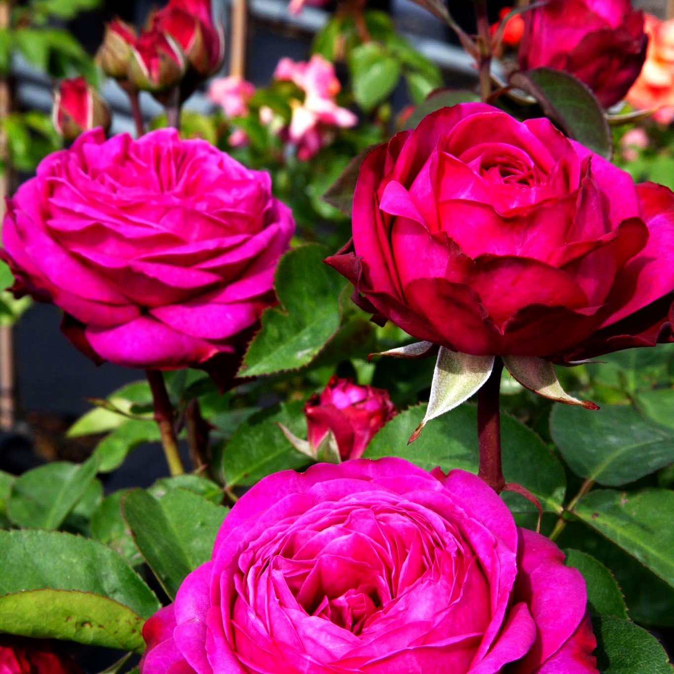 Zwergrose 'Heidi Klum Rose' (Rosa Z IV)
