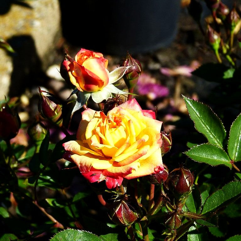 Zwergrose 'Little Sunset' (Rosa LILLIPUT Z III)
