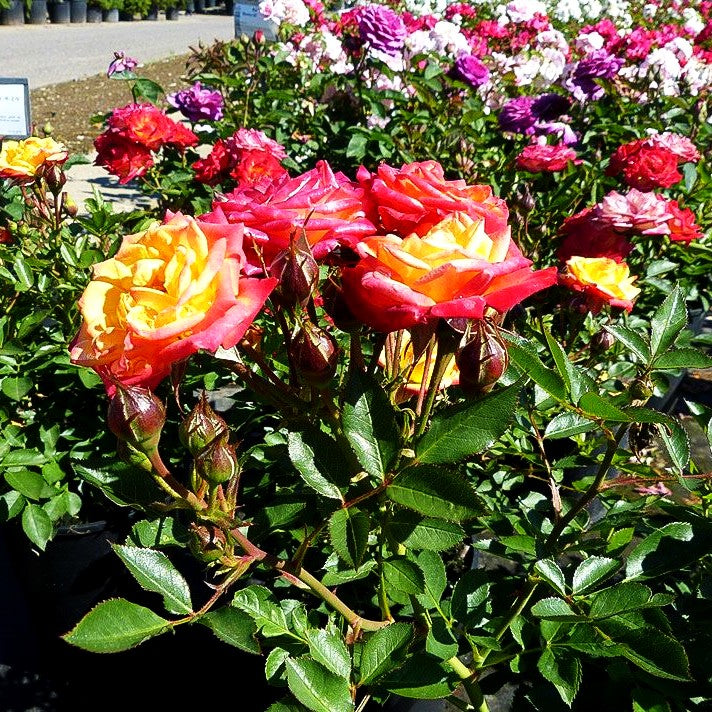 Zwergrose 'Little Sunset' (Rosa LILLIPUT Z III)