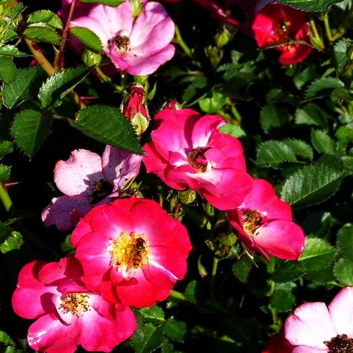 Zwergrose 'Lupo' (Rosa Z III)