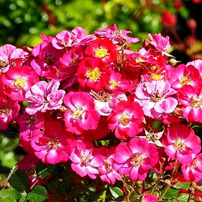 Zwergrose 'Lupo' (Rosa Z III)