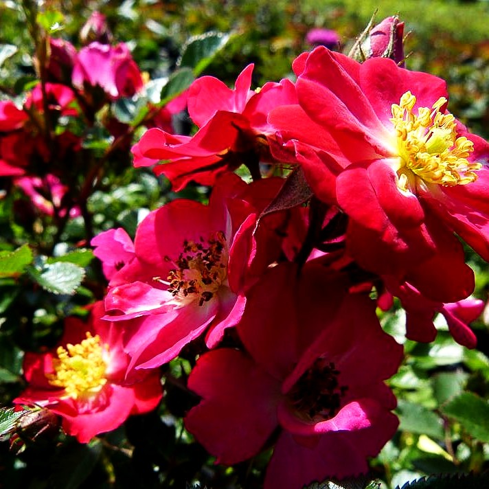Zwergrose 'Lupo' (Rosa Z III)