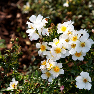 Zwergrose 'Sonnenröschen' (Rosa Z III)