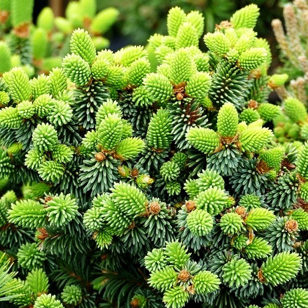 Zwergrotfichte 'Motala' (Picea abies)