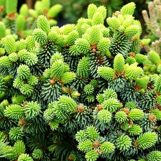 Zwergrotfichte 'Motala' (Picea abies)