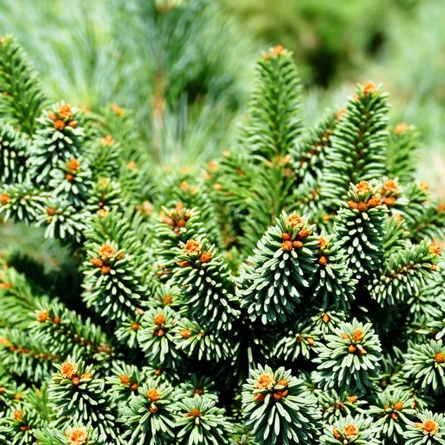 Zwergrotfichte 'Motala' (Picea abies)