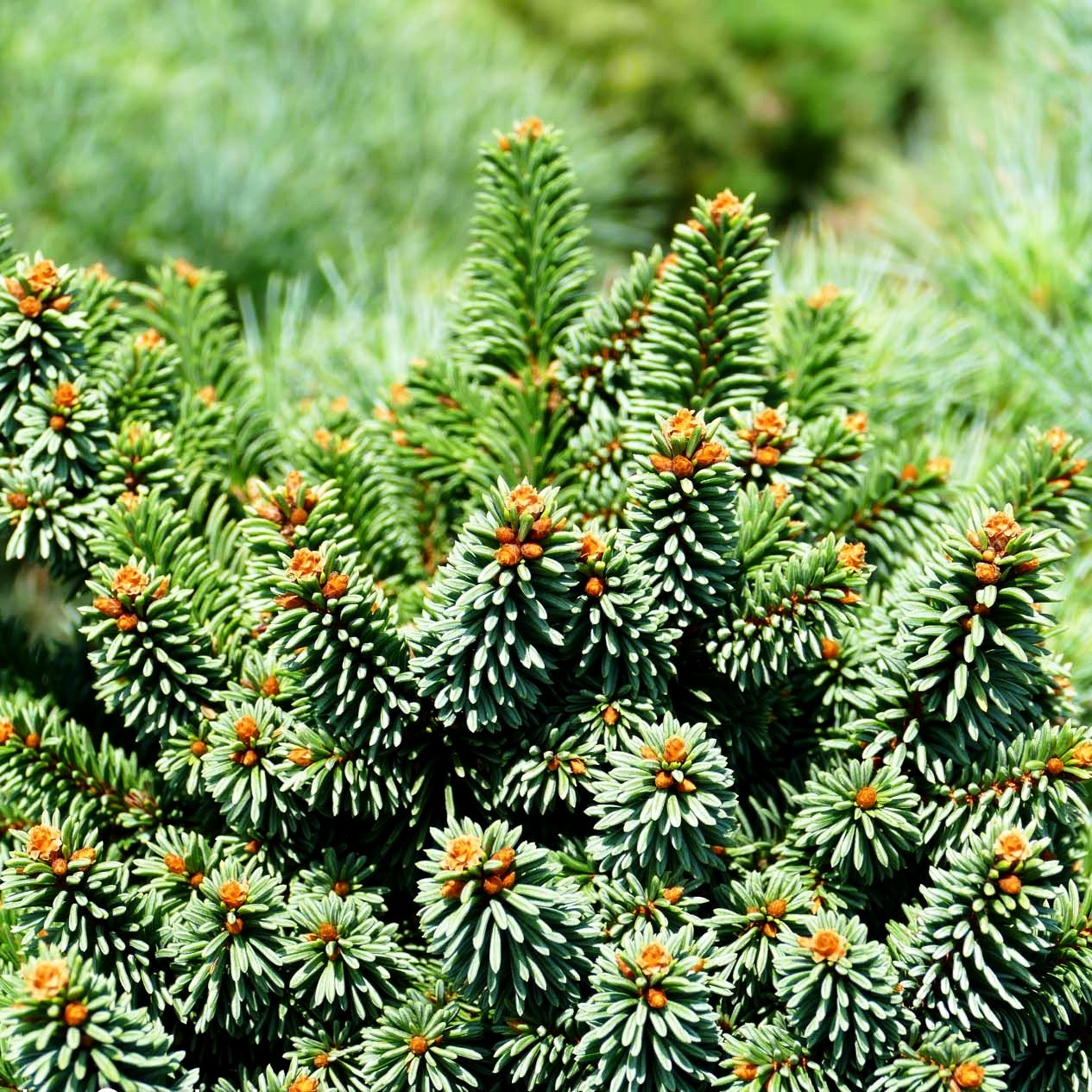Zwergrotfichte 'Motala' (Picea abies)