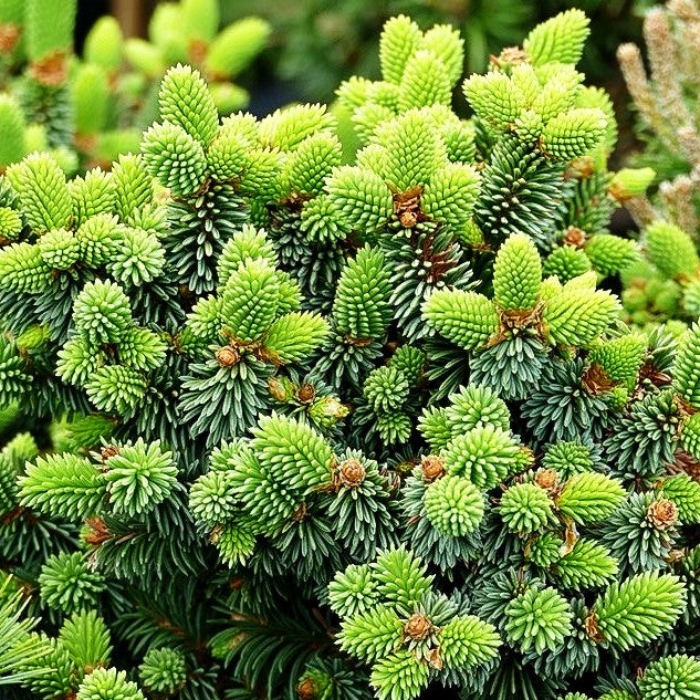 Zwergrotfichte 'Motala' (Picea abies)