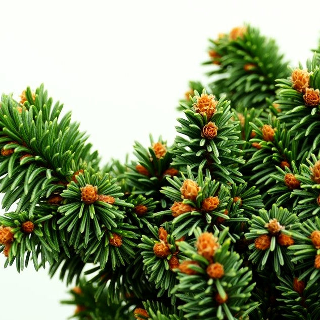 Zwergrotfichte 'Motala' (Picea abies)