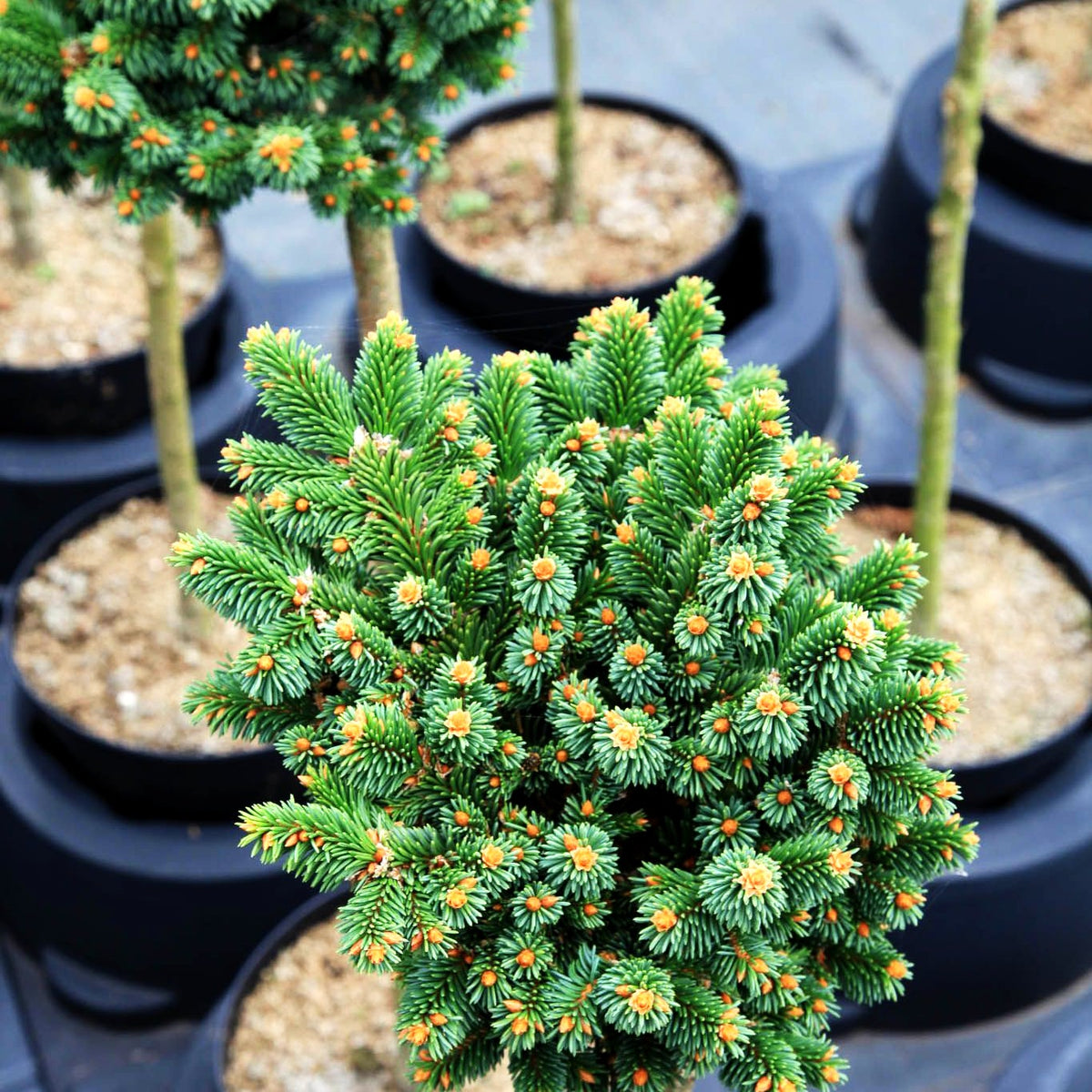 Zwergrotfichte 'Motala' (Picea abies)
