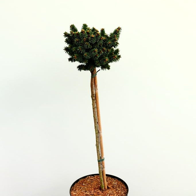 Zwergrotfichte 'Motala' (Picea abies)