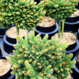 Zwergrotfichte 'Riesengebirge' (Picea abies)