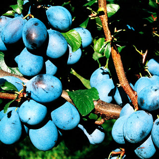 Zwetsche 'Elena' (Prunus dom.)