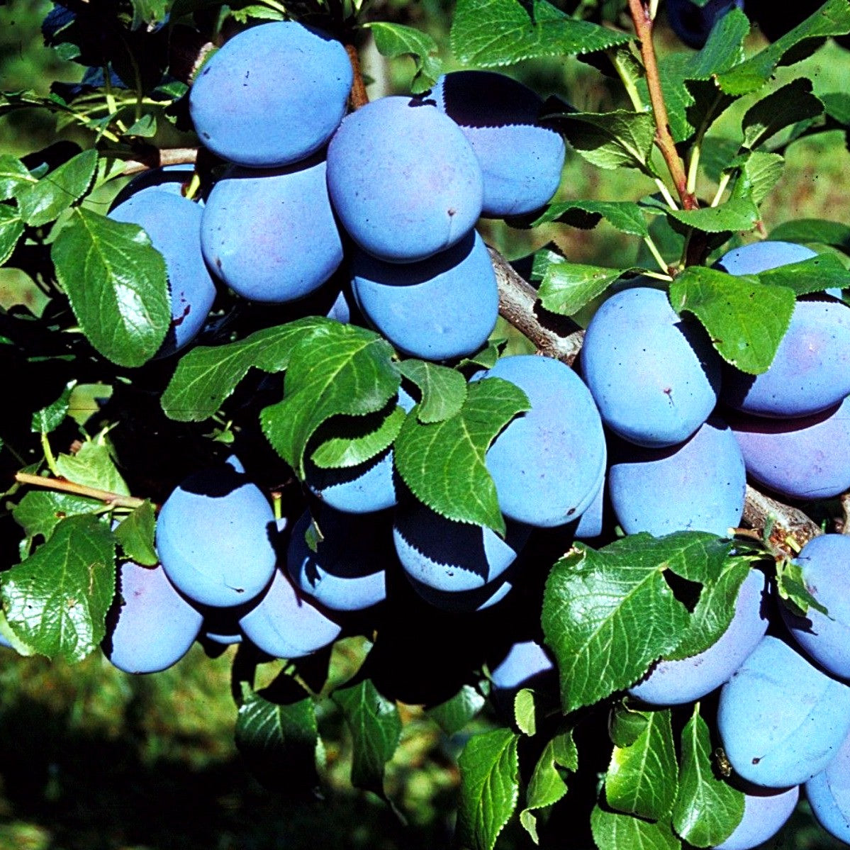 Zwetsche 'Haganta' (Prunus dom.)