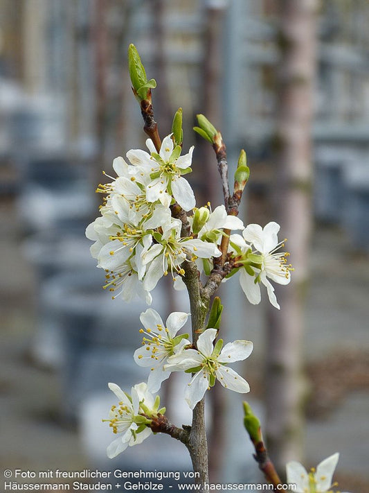 Zwetsche 'Hanita' (Prunus dom.)