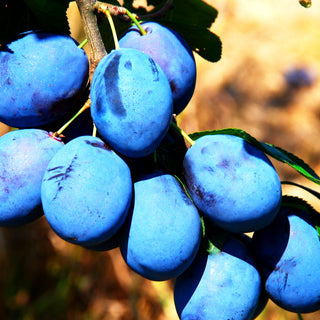 Zwetsche 'Hanita' (Prunus dom.)