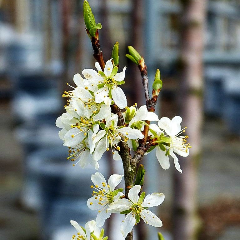 Zwetsche 'Hanita' (Prunus dom.)