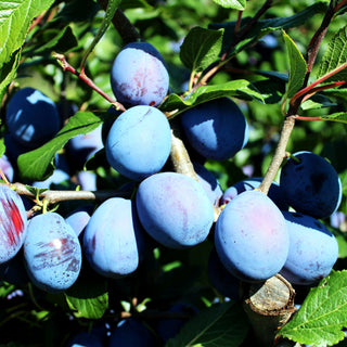 Zwetsche 'Haroma' (Prunus dom.)