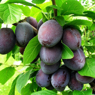 Zwetsche 'Katinka' (Prunus dom.)