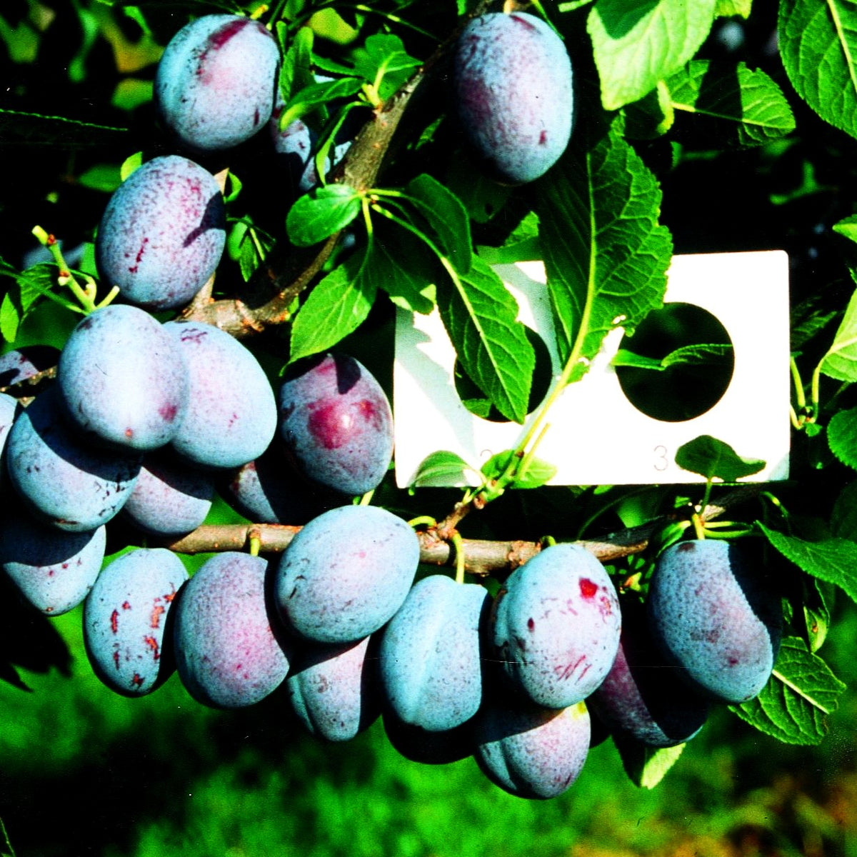 Zwetsche 'Katinka' (Prunus dom.)